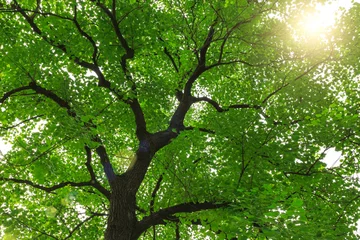 Abwaschbare Fototapete Bäume Waldbäume， Natur grüne Hintergründe