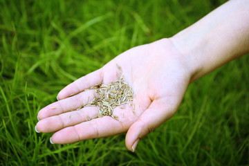 Wheat grain in female hand on green grass background