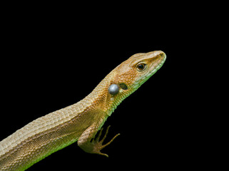 Lizard 2