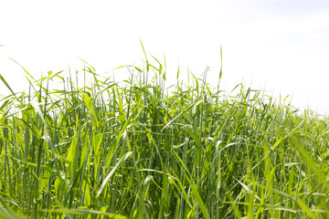 Spring green field