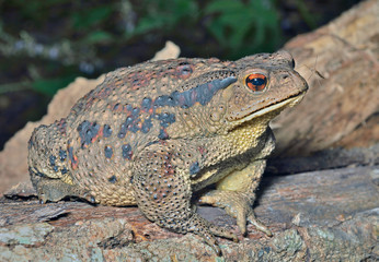 Toad (Bufo gargarizans) 28
