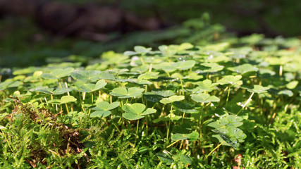 Waldsauerklee - Waldboden - Nadelwald - Laubmischwald - Wald