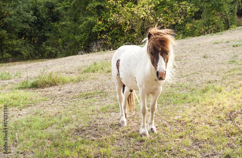 SCARICARE NITRITO CAVALLO