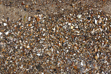 Pile of seashells on beach sand