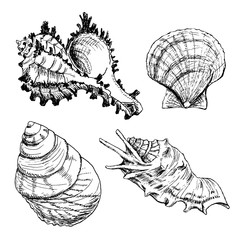 Set of Seashells