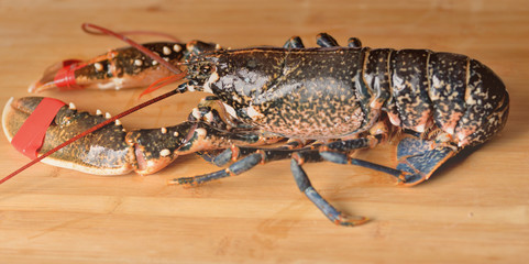 homard