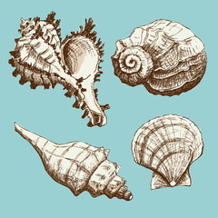 Set of Seashells
