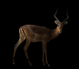 male impala in the dark