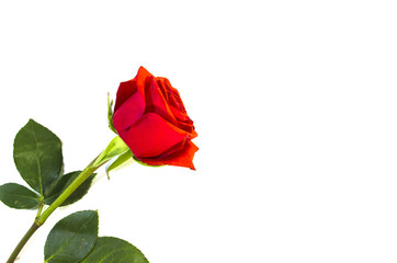 withering rose