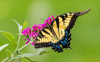 Swallowtail Butterfly 