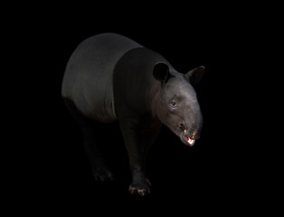 Malayan tapir or Asian tapir in the dark