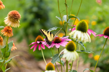 Swallowtail Butterfly 