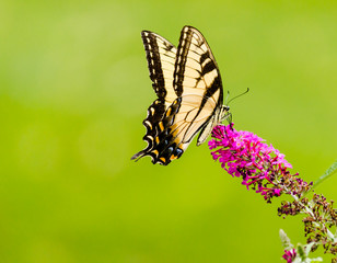 Fototapeta na wymiar Swallowtail Butterfly 