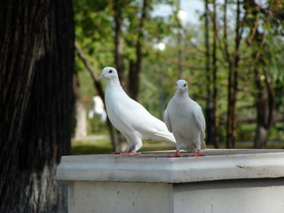 photography dove