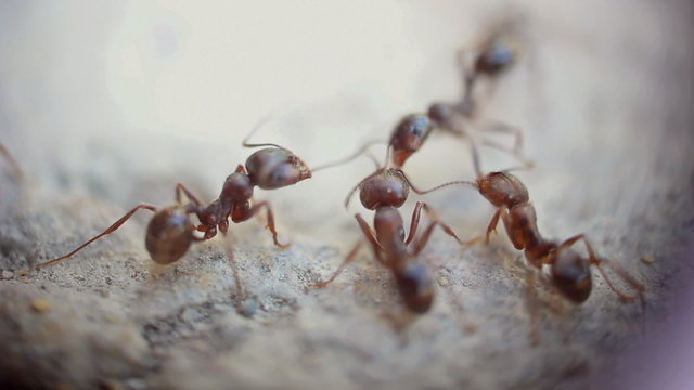 ants fighting - super macro shot