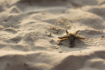 Star fish on a sandy beach