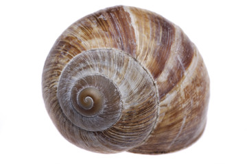 Shell der Schnecke vor weißem Hintergrund, close up