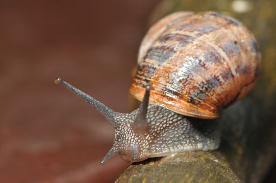 snail head on in the rain 