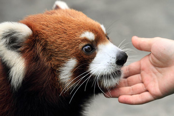 Fototapeta premium lovely red panda enjoying gentle human touch