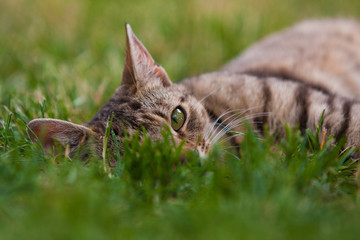Cat resting in grass