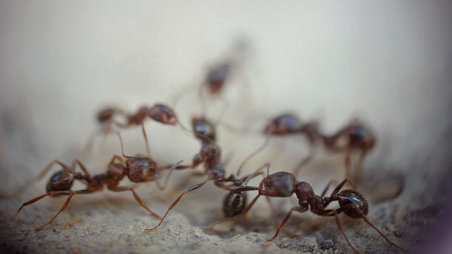 ants fighting - super macro shot