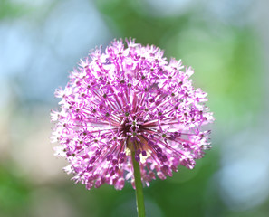 Purple flower on blurred background