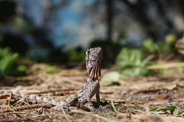 Frill necked lizard