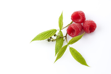 Drei Himbeeren mit Blättchen