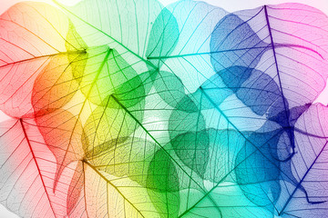 Colorful  leaves  seamless on white background.