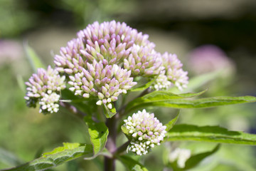 Valerian in bloom.