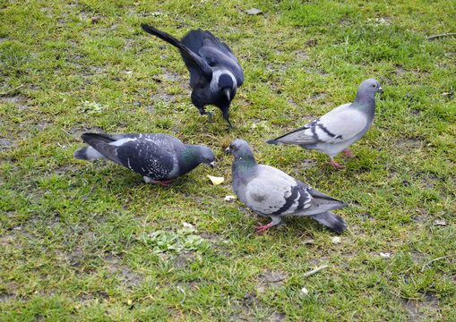 pigeons eating