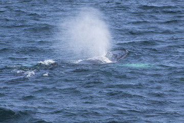 Fototapeta premium Whale watching.