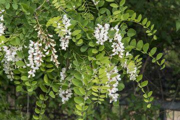 Robinier faux acacia, Robinia pseudoacacia