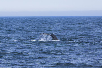 Fototapeta premium Whale watching.
