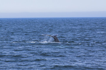 Fototapeta premium Whale watching.