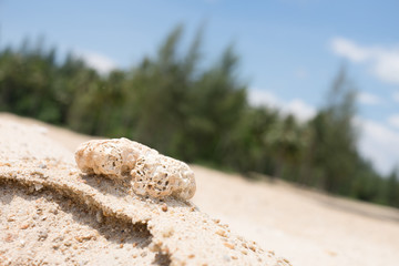 Fototapeta na wymiar Koralle im Sand