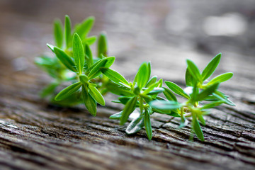 Obraz premium Summer savory (Satureja hortensis)
