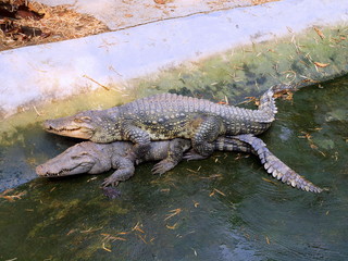 Naklejka premium Mating crocodiles