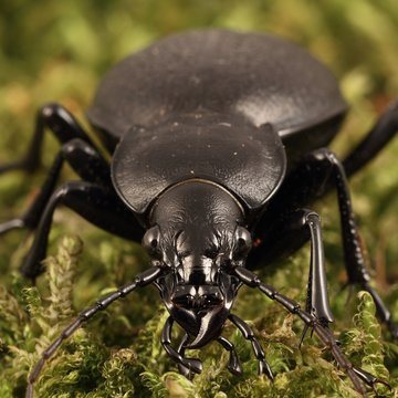 Big black beetle (Carabus coriaceus) on the moss