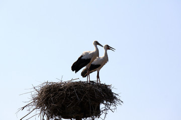 two beautiful storks in nest on a background of blue sky