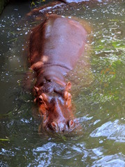 swimming hippo