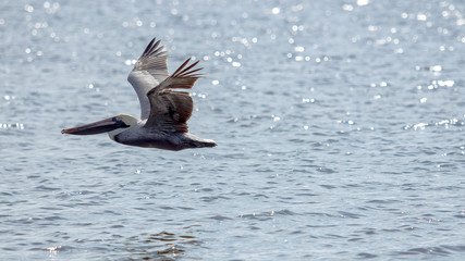 Brown Pelican