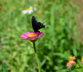 Black Swallowtail butterfly on top of Aster Flower