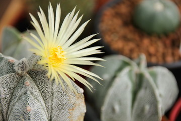 Flower of Star Cactus (Astrophytum Myriostigma)
