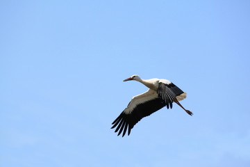 White stork flying outdoor against the sky