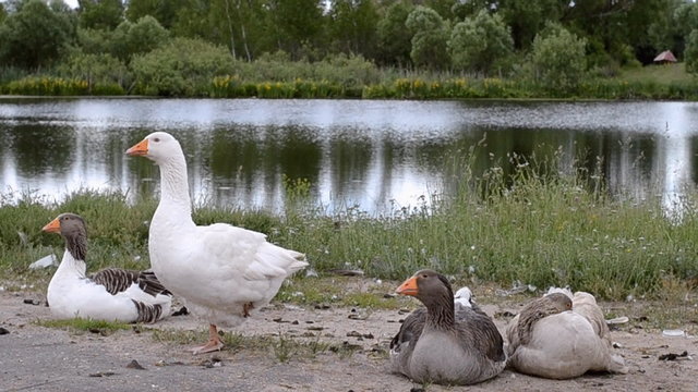 Geese walk near the pond
