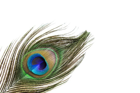Fototapeta Peacock Feather