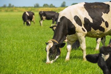 Herd of cows grazing in a meadow in summer