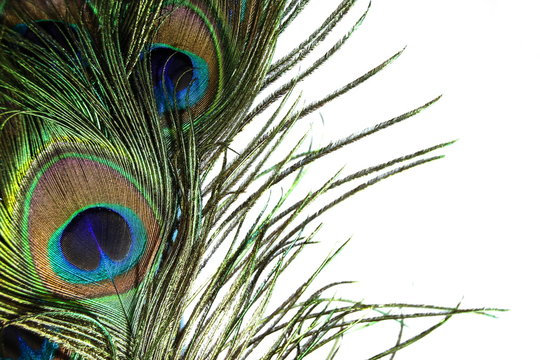 Fototapeta Peacock Feather
