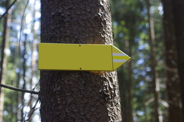 Woodland geranium. Geranium sylvaticum